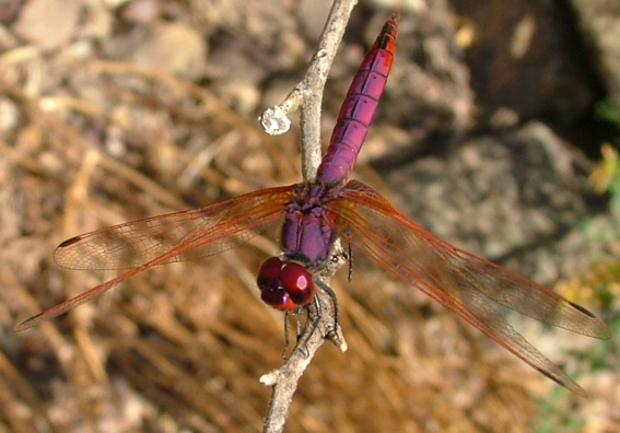 Orthetrum brunneum e Trithemis annulata